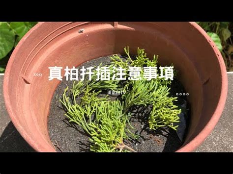 龍鳳柏如何養殖 魯班尺400公分